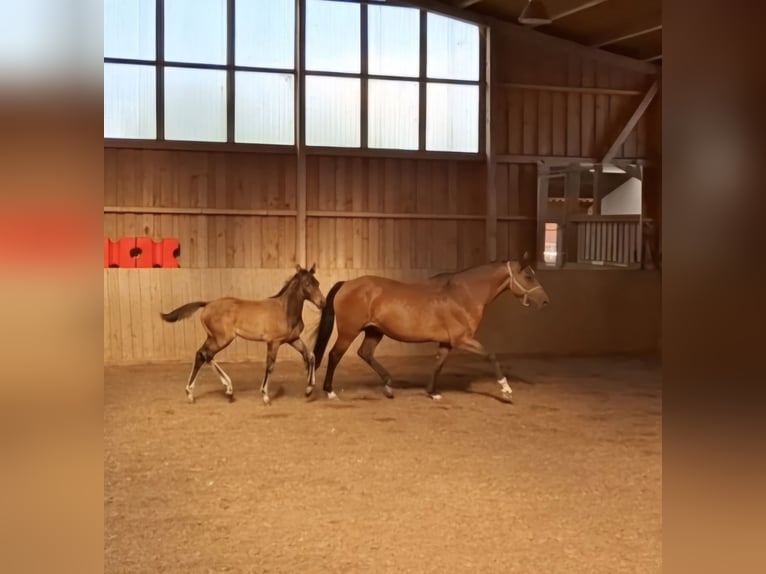 Holstein Stallion Foal (04/2024) 16,3 hh Brown in Bispingen