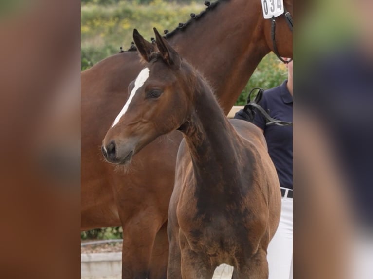 Holstein Stallion Foal (04/2024) 16,3 hh Brown in Granderheide