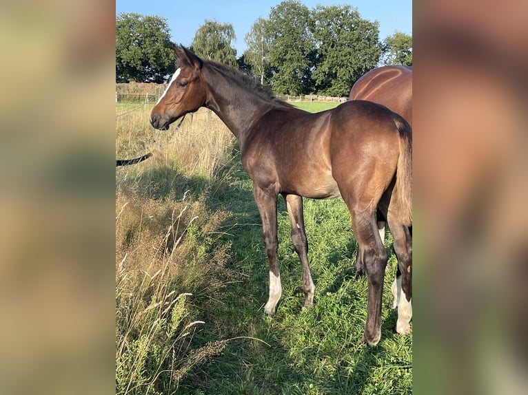 Holstein Stallion Foal (04/2024) 16,3 hh Brown in Granderheide