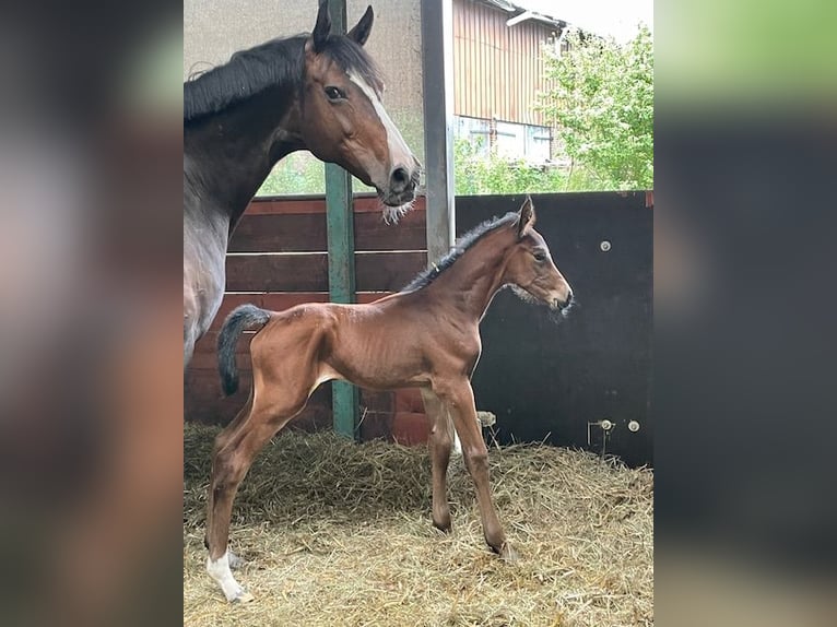 Holstein Stallion Foal (06/2026) 16.3 hh Can be white in Kastorf