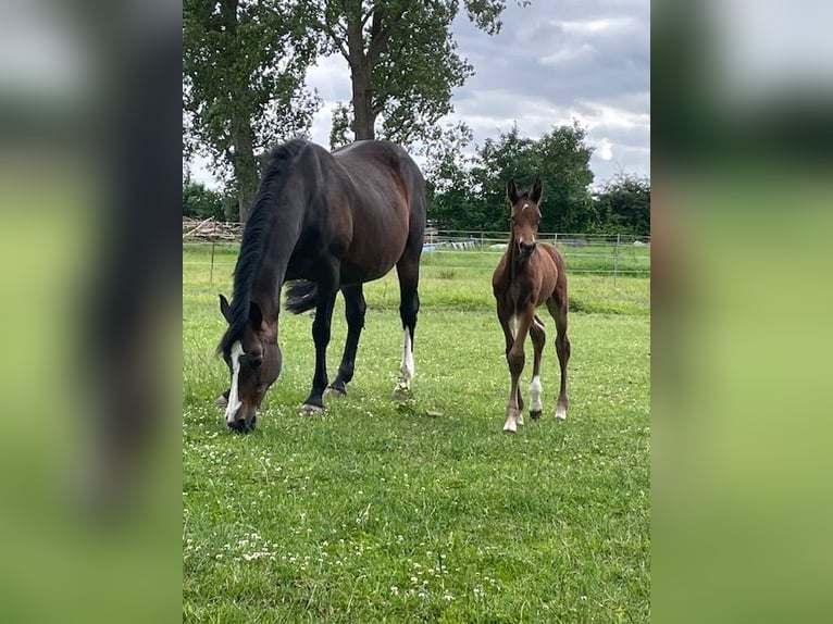Holstein Stallion Foal (06/2026) 16.3 hh Can be white in Kastorf