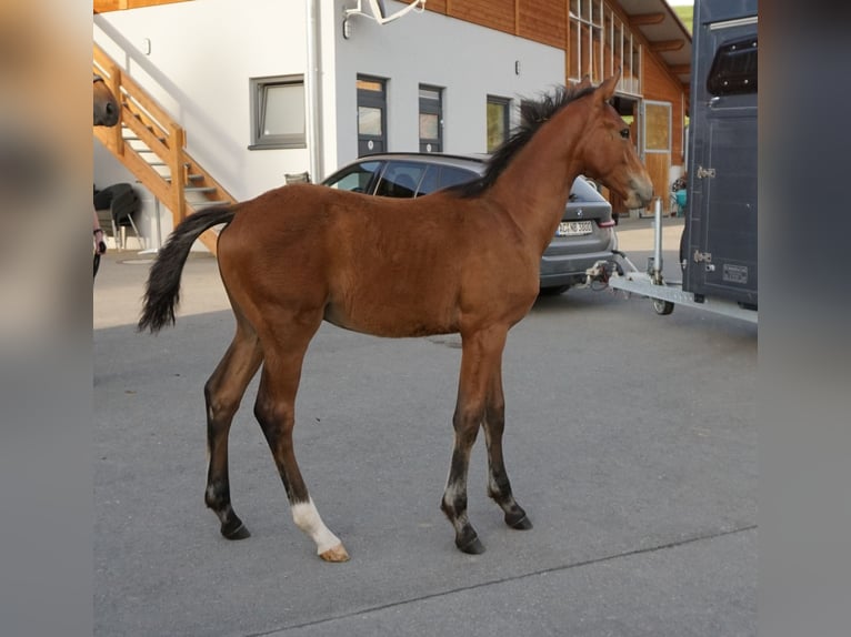 Holstein Stallion Foal (02/2025) 16,1 hh Brown in Bad Wurzach
