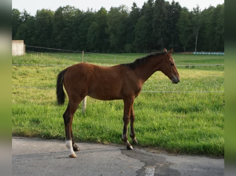 Holstein Stallion Foal (02/2025) 16,1 hh Brown in Bad Wurzach