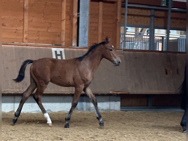 Holstein Stallion Foal (02/2025) 16,1 hh Brown in Bad Wurzach