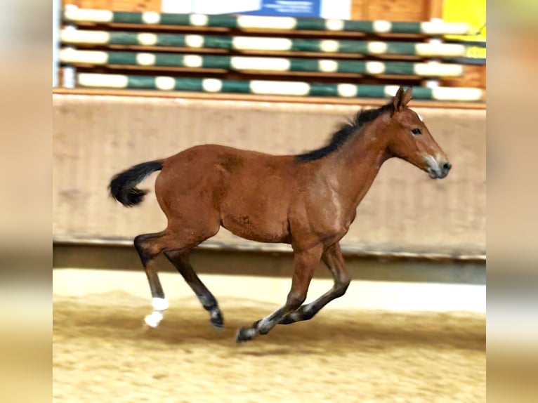 Holstein Stallion Foal (02/2025) 16,1 hh Brown in Bad Wurzach