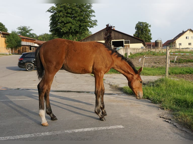 Holstein Stallion Foal (02/2025) 16,1 hh Brown in Bad Wurzach