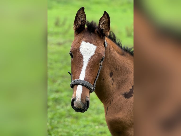 Holstein Stallion Foal (06/2025) 16,1 hh Brown in L&#xFC;dersburg