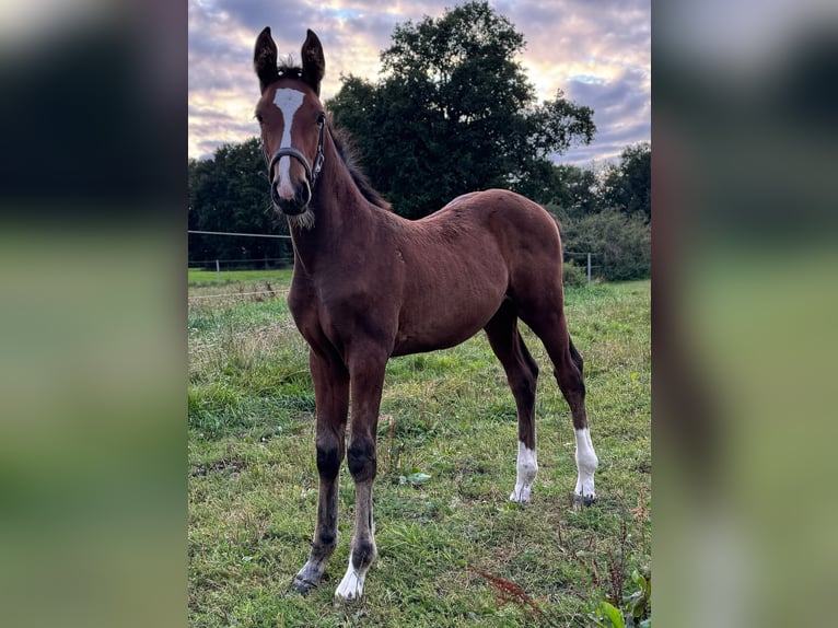 Holstein Stallion Foal (06/2025) 16,1 hh Brown in L&#xFC;dersburg