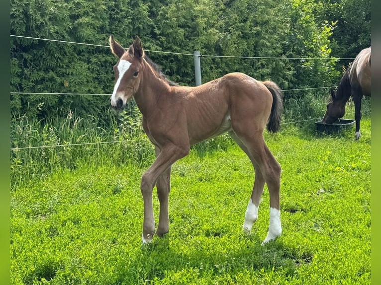 Holstein Stallion  16,1 hh Brown in L&#xFC;dersburg