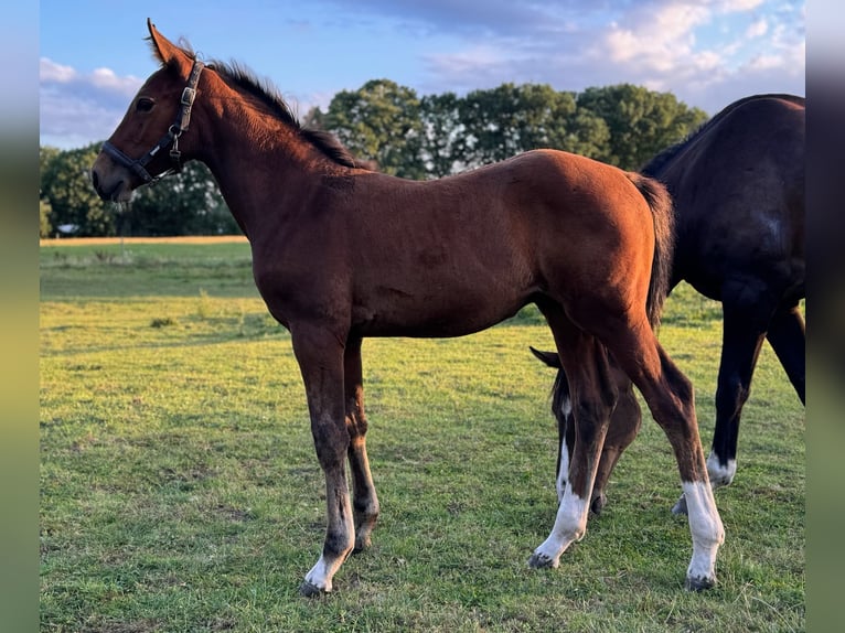 Holstein Stallion Foal (06/2025) 16,1 hh Brown in L&#xFC;dersburg