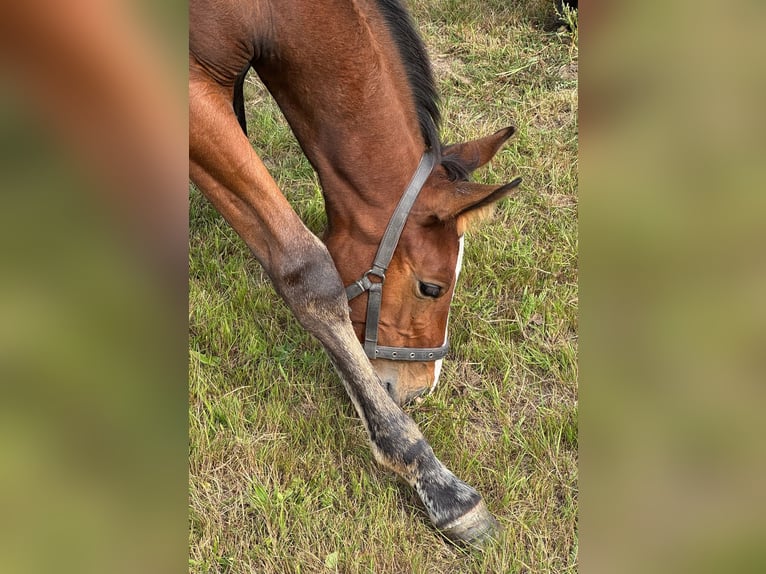 Holstein Stallion Foal (06/2025) 16,1 hh Brown in L&#xFC;dersburg