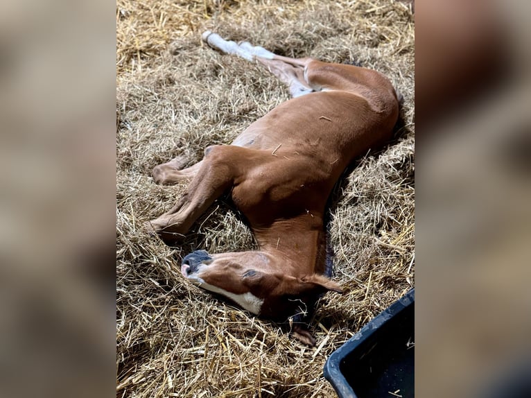 Holstein Stallion  16,1 hh Brown in L&#xFC;dersburg