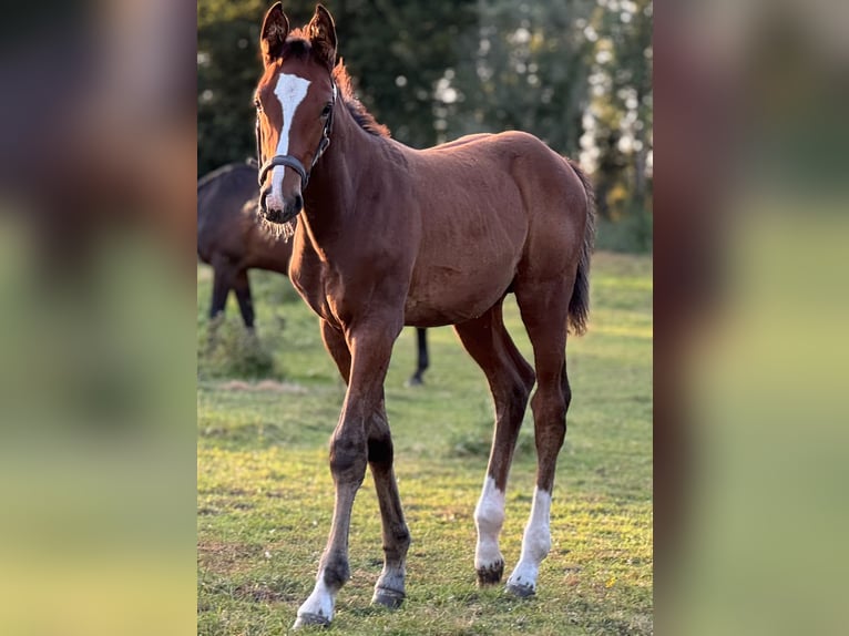 Holstein Stallion Foal (06/2025) 16,1 hh Brown in L&#xFC;dersburg