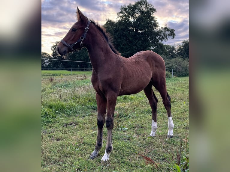 Holstein Stallion Foal (06/2025) 16,1 hh Brown in L&#xFC;dersburg