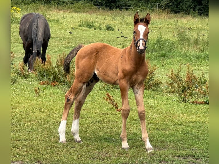 Holstein Stallion  16,1 hh Brown in L&#xFC;dersburg