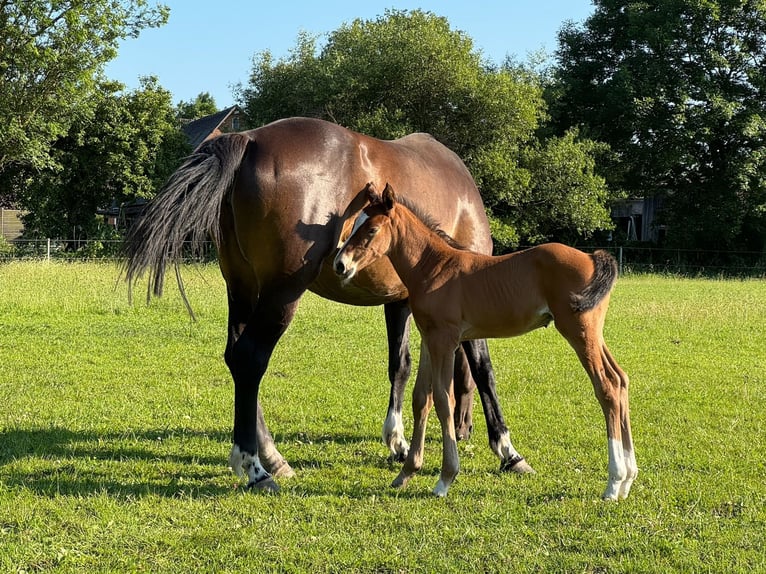 Holstein Stallion  16,1 hh Brown in L&#xFC;dersburg