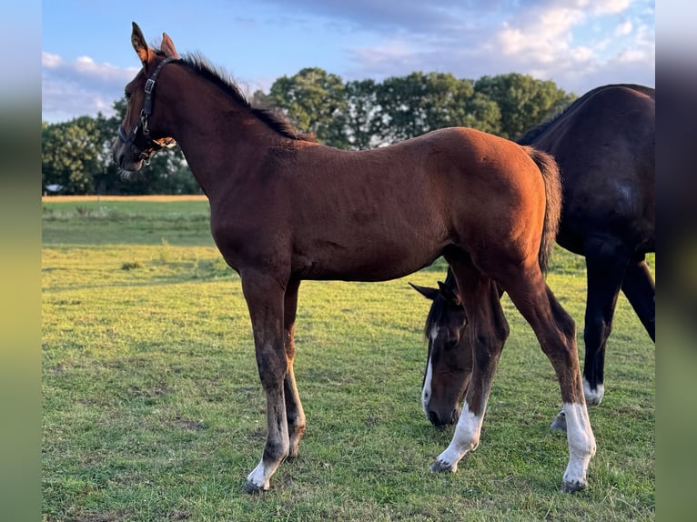 Holstein Stallion Foal (06/2025) 16,1 hh Brown in L&#xFC;dersburg