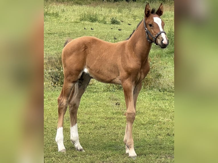 Holstein Stallion Foal (06/2025) 16,1 hh Brown in L&#xFC;dersburg
