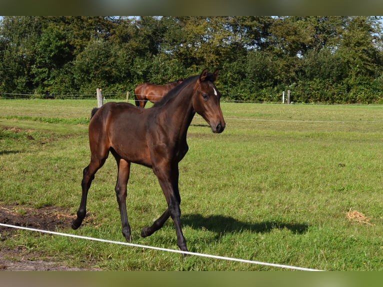 Holstein Stallion Foal (03/2025) 16,2 hh Bay-Dark in Grindsted