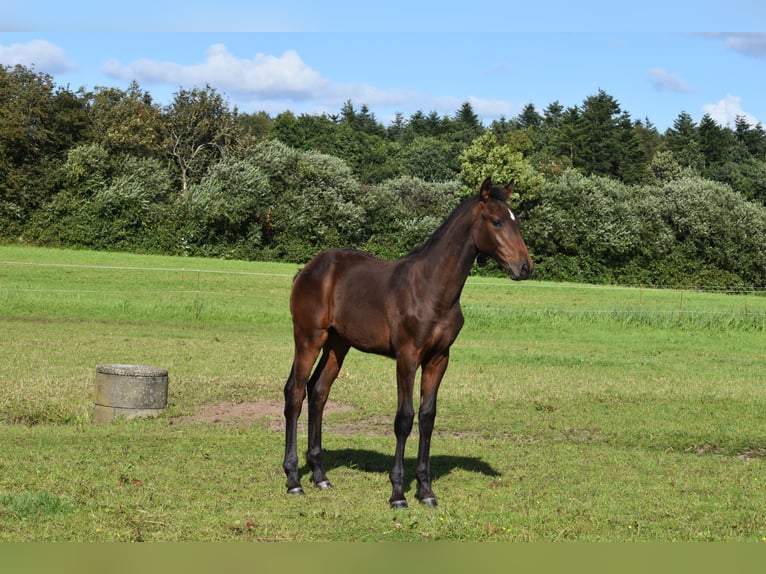 Holstein Stallion Foal (03/2025) 16,2 hh Bay-Dark in Grindsted