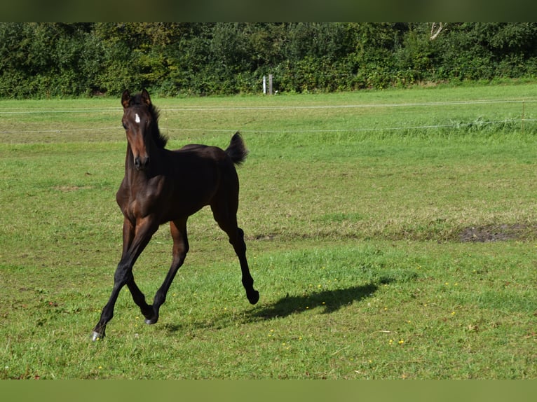Holstein Stallion Foal (03/2025) 16,2 hh Bay-Dark in Grindsted