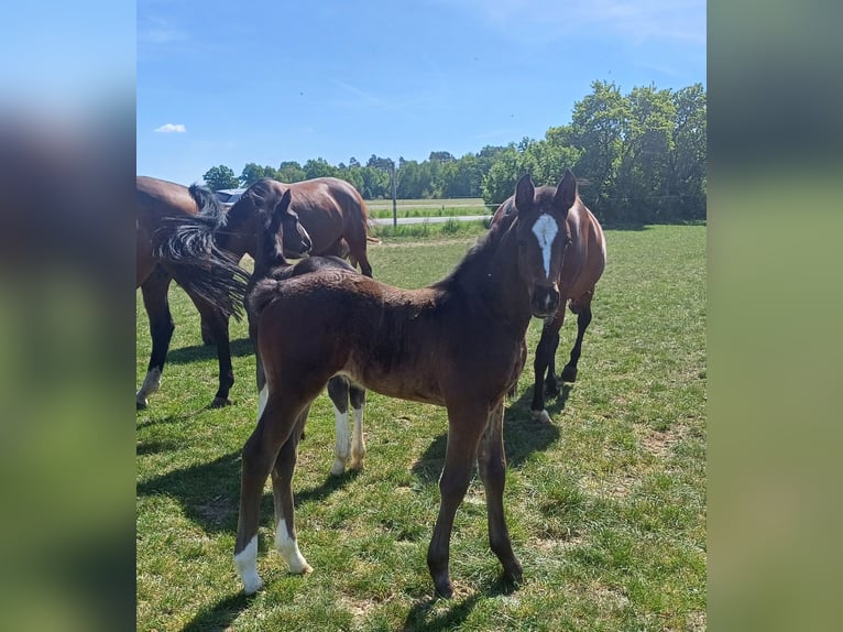 Holstein Stallion Foal (04/2025) 16,2 hh Bay-Dark in Winkelstedt