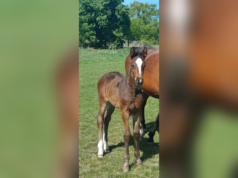 Holstein Stallion Foal (04/2025) 16,2 hh Bay-Dark in Winkelstedt