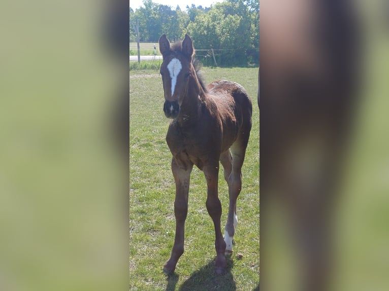 Holstein Stallion Foal (04/2025) 16,2 hh Bay-Dark in Winkelstedt