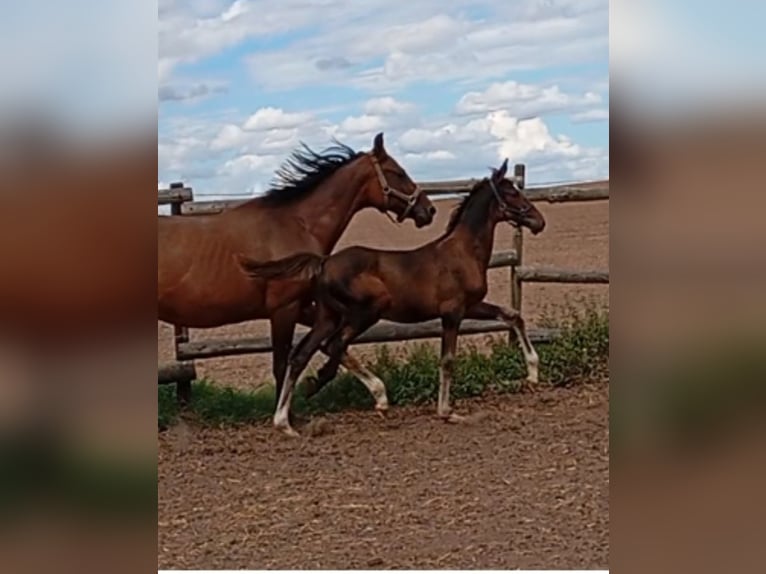 Holstein Stallion Foal (05/2025) 16,2 hh Black in Linnich Holstein Stallion Foal (05/2025) 16,2 hh Black in Linnich