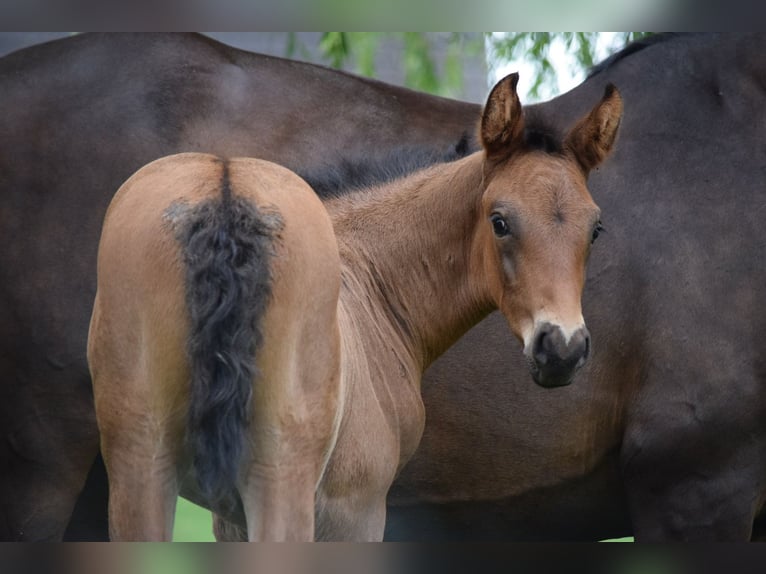 Holstein Stallion Foal (05/2025) 16,2 hh Brown in Rhinow OT Kietz
