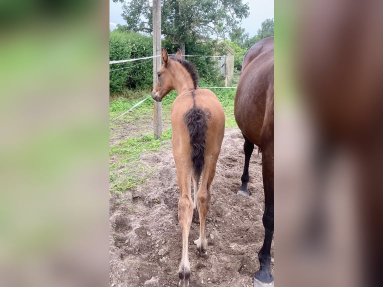 Holstein Stallion Foal (05/2025) 16,2 hh Brown in Rhinow OT Kietz