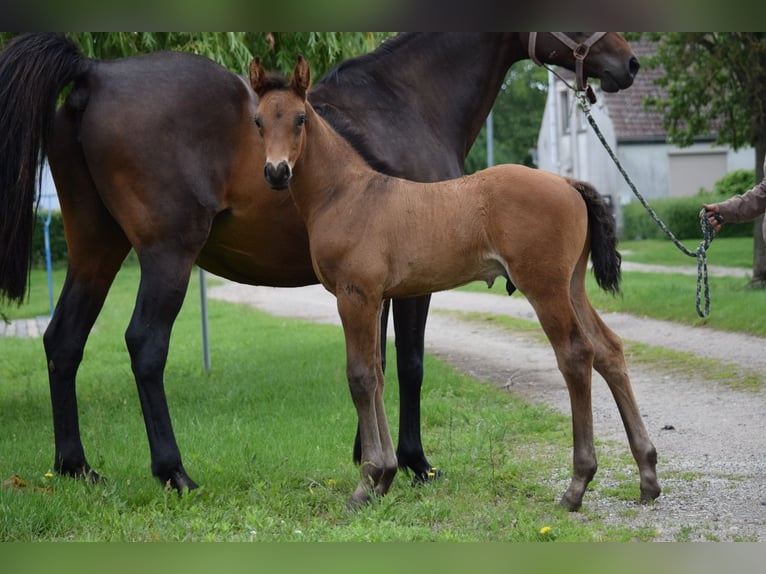 Holstein Stallion Foal (05/2025) 16,2 hh Brown in Rhinow OT Kietz