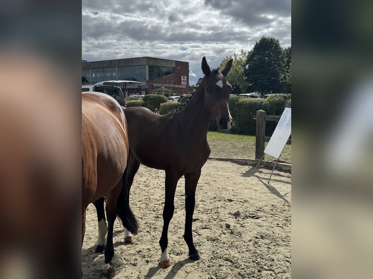 Holstein Stallion Foal (03/2025) 16,2 hh Brown-Light in Basthorst