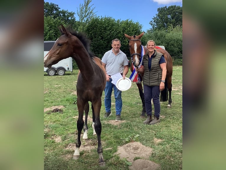 Holstein Stallion Foal (03/2025) 16,2 hh Brown-Light in Basthorst