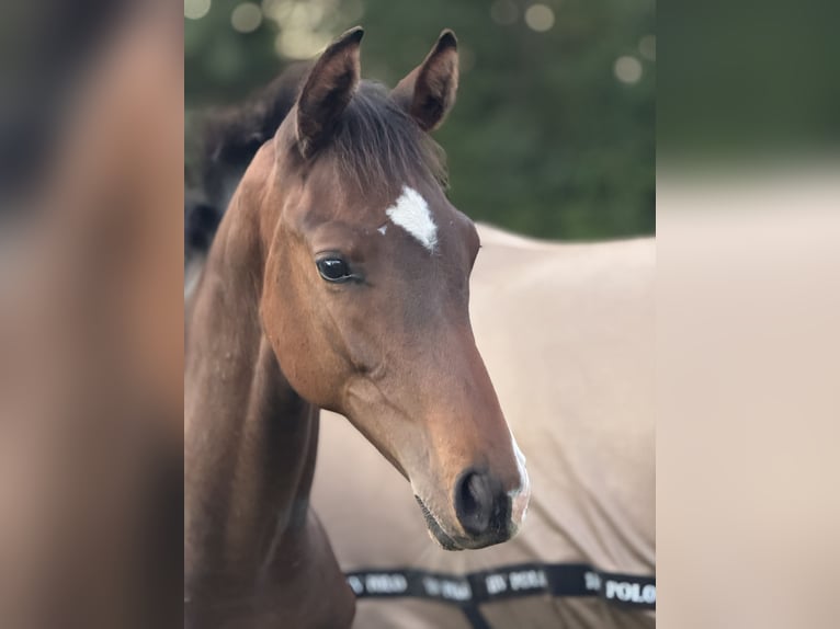 Holstein Stallion Foal (03/2025) 16,2 hh Brown-Light in Basthorst