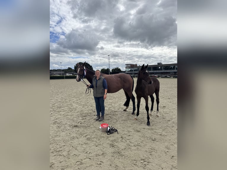 Holstein Stallion Foal (03/2025) 16,2 hh Brown-Light in Basthorst