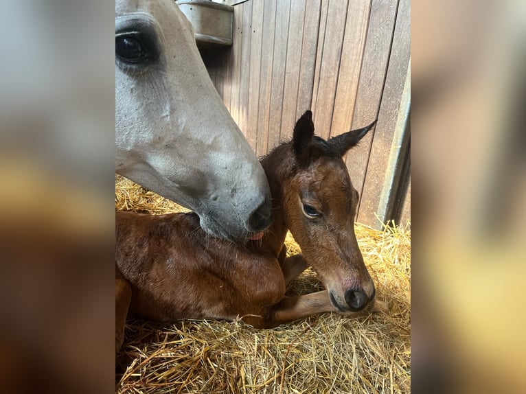 Holstein Stallion  16,2 hh Brown in Bergisch Gladbach