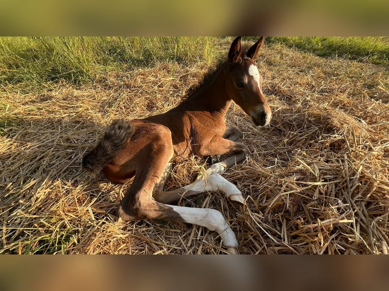 Holstein Stallion  16,2 hh Brown in Striegistal