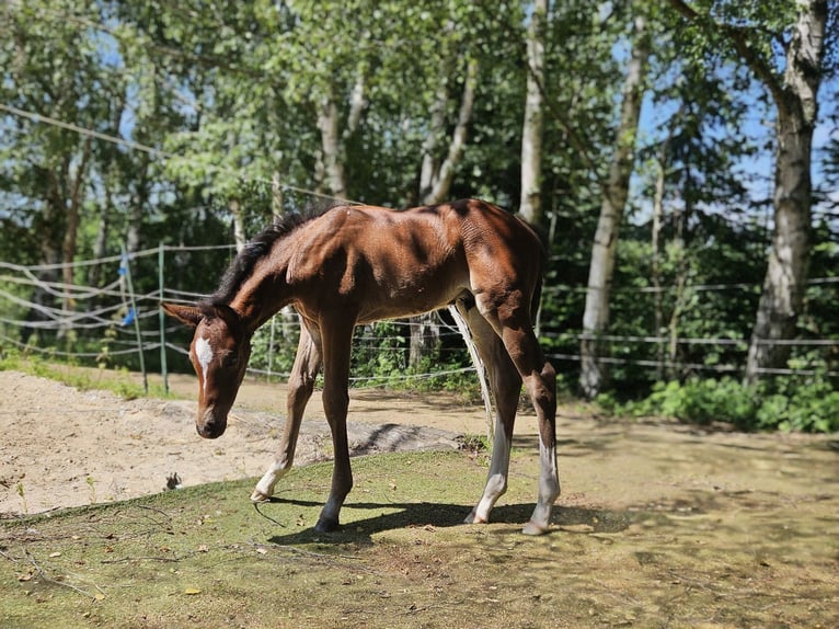 Holstein Stallion  16,2 hh Brown in Striegistal