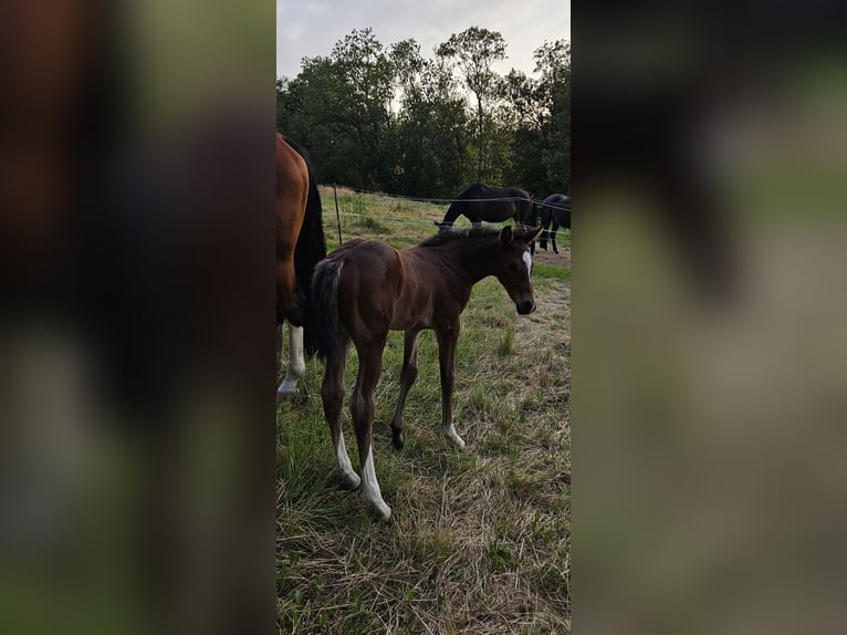 Holstein Stallion  16,2 hh Brown in Striegistal