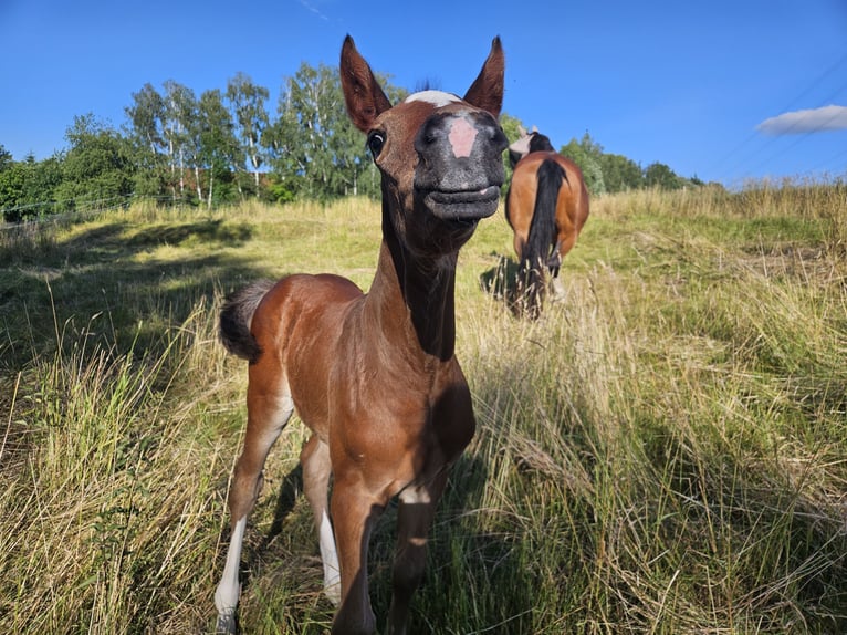 Holstein Stallion  16,2 hh Brown in Striegistal