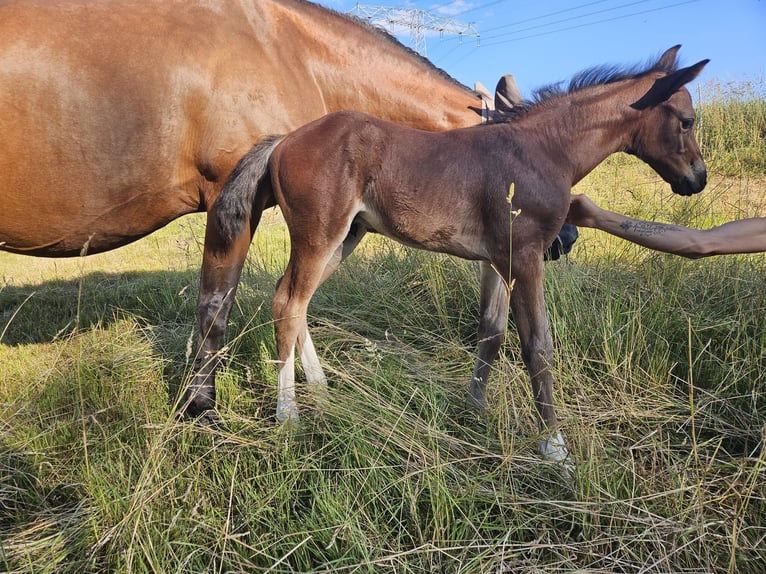 Holstein Stallion  16,2 hh Brown in Striegistal