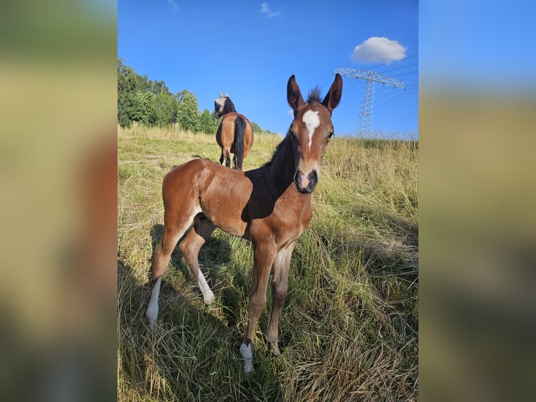 Holstein Stallion  16,2 hh Brown in Striegistal