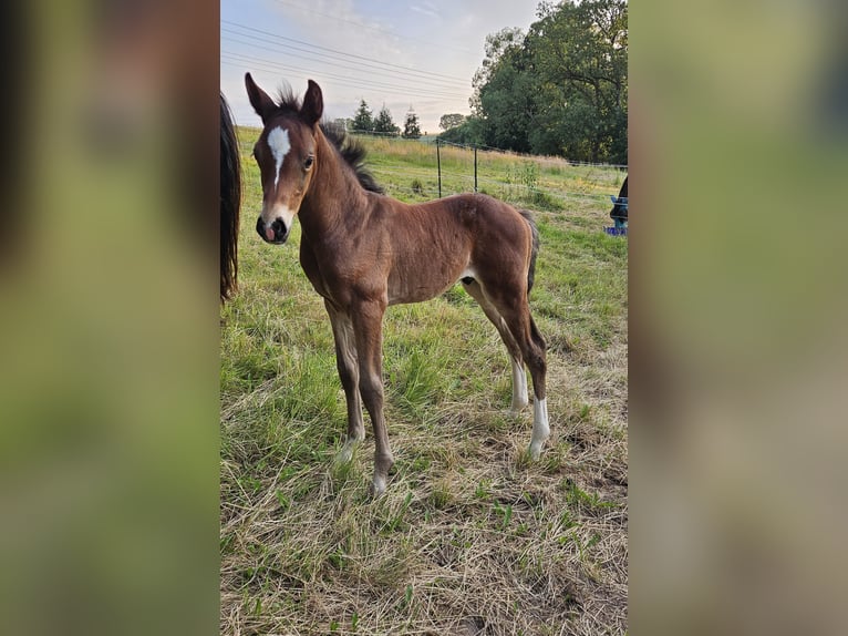 Holstein Stallion  16,2 hh Brown in Striegistal