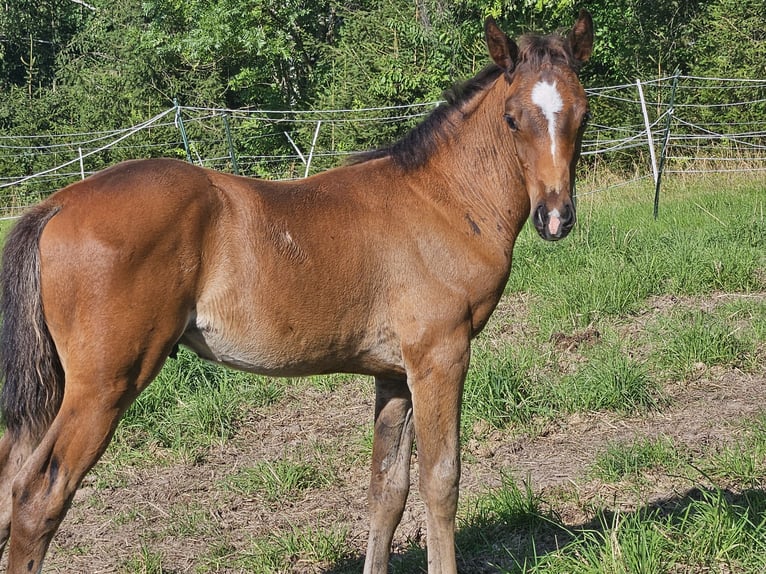 Holstein Stallion Foal (06/2025) 16,2 hh Brown in Striegistal