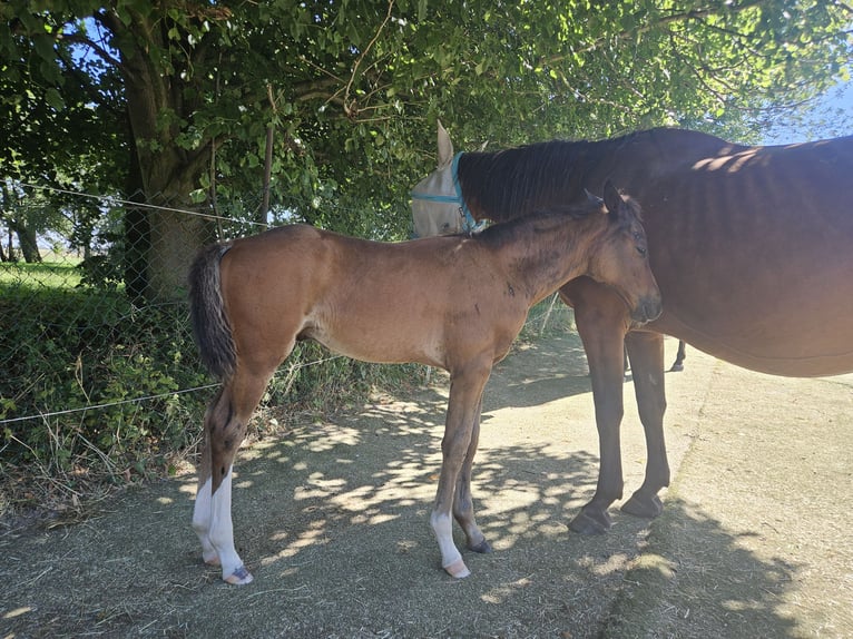 Holstein Stallion Foal (06/2025) 16,2 hh Brown in Striegistal