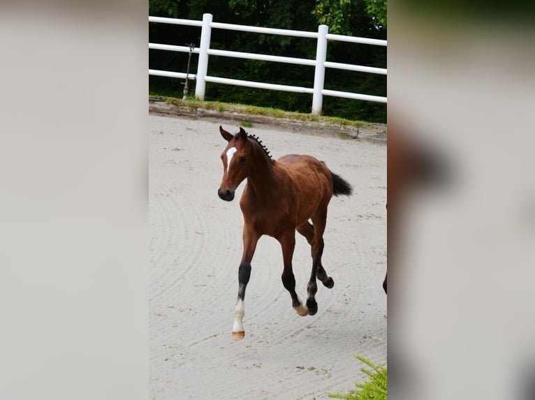 Holstein Stallion Foal (03/2025) 16,2 hh Brown in Neustadt