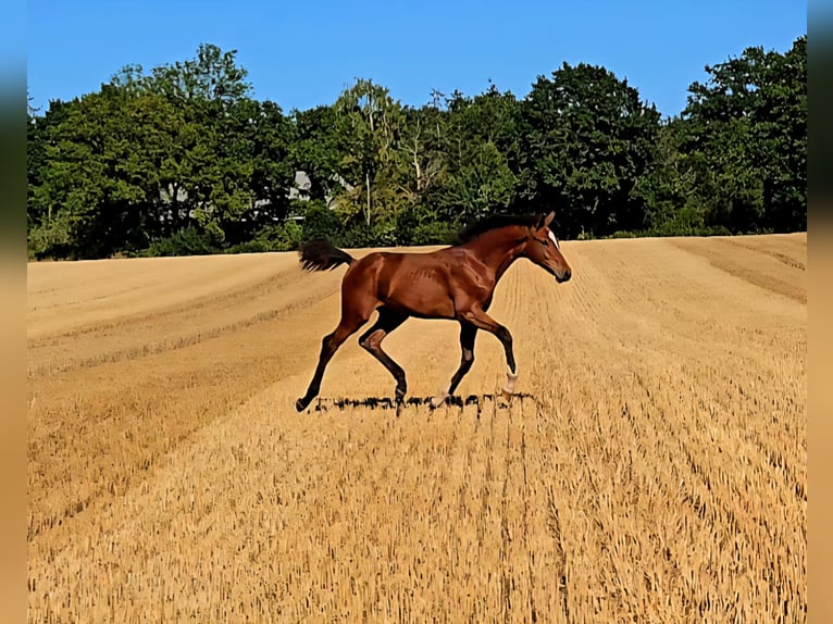 Holstein Stallion Foal (03/2025) 16,2 hh Brown in Neustadt