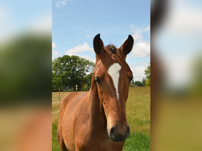 Holstein Stallion Foal (03/2025) 16,2 hh Brown in Neustadt
