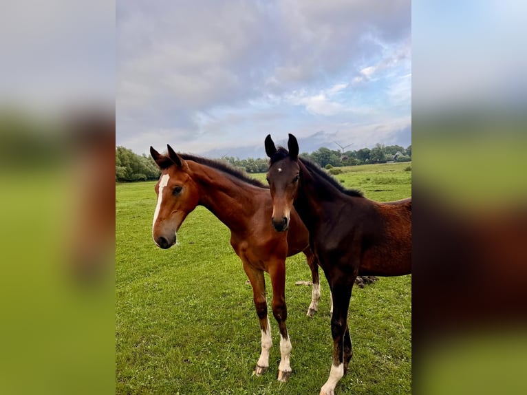 Holstein Stallion Foal (04/2025) 16,2 hh Brown in Ravensberg